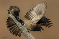 AFBU00023 - Common Bulbul