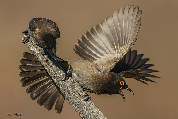 AFBU00023 - Common Bulbul