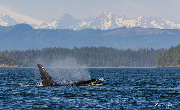 ORCA01544 - Orca