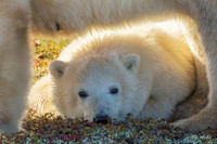 CHPB00845 - Polar Bear