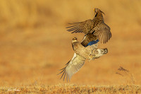 GRPC04447 - Greater Prairie Chicken