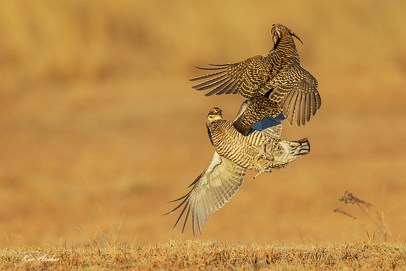 GRPC04447 - Greater Prairie Chicken