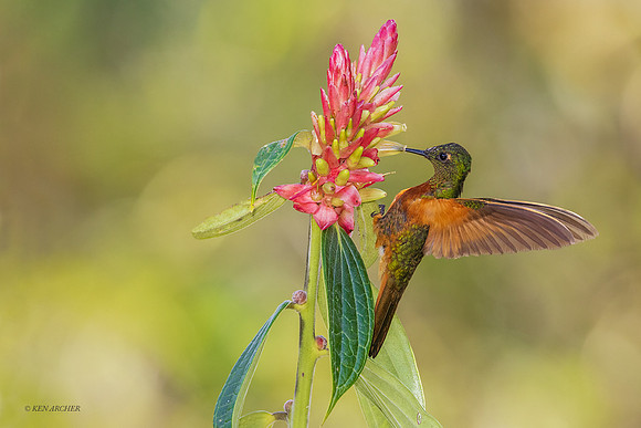 PUHB01083 - Chestnur-breasted Coronet