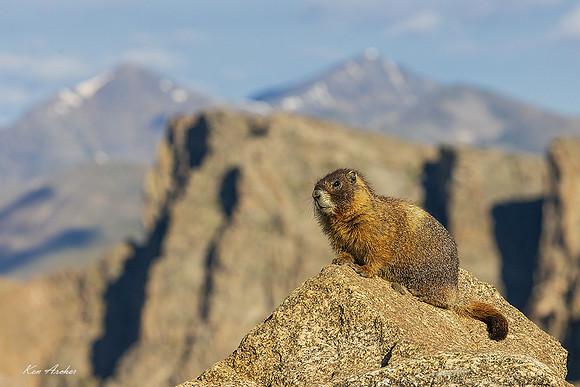 YBMT00228 - Yellow-bellied Marmot