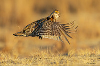 GRPC04756 - Greater Prairie Chicken