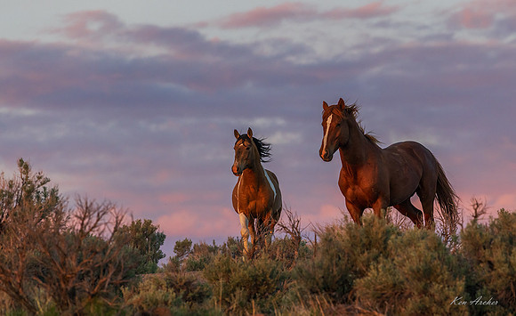 WDHS05161 - Wild Horse