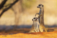 AFMT00448 - Meerkat