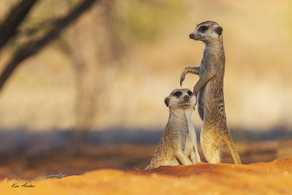 AFMT00448 - Meerkat