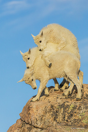 MNGT01974 - Mountain Goat