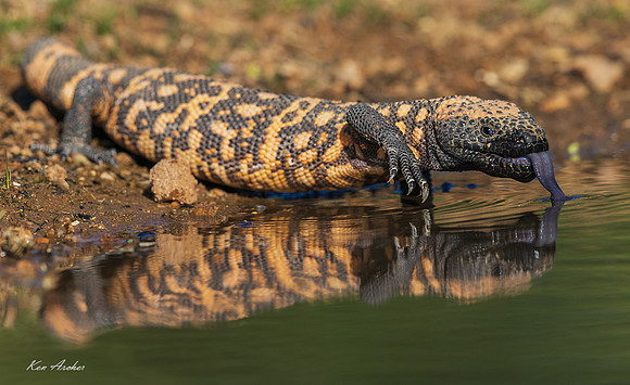AZGM00191 - Gila Monster
