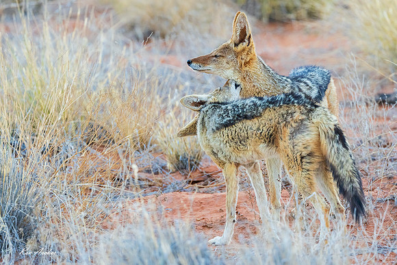AFBJ00315 - Black-backed Jackal
