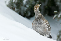 DYGR00469 - Dusky Grouse