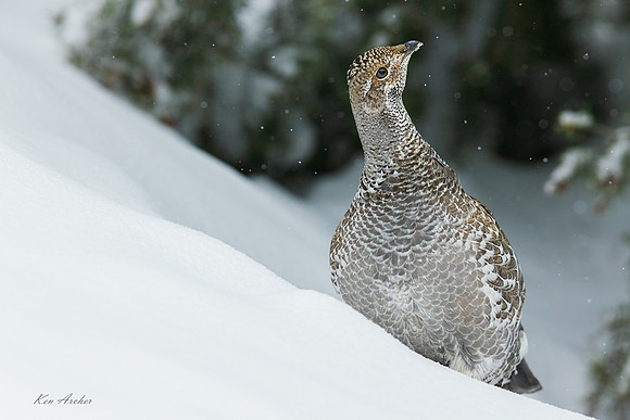 DYGR00469 - Dusky Grouse