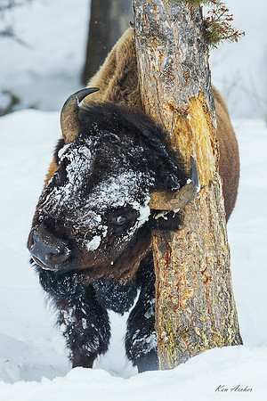 BNWR02938 - Bison