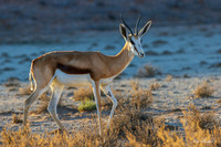 AFSP00036 - Springbok