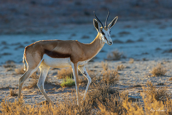 AFSP00036 - Springbok