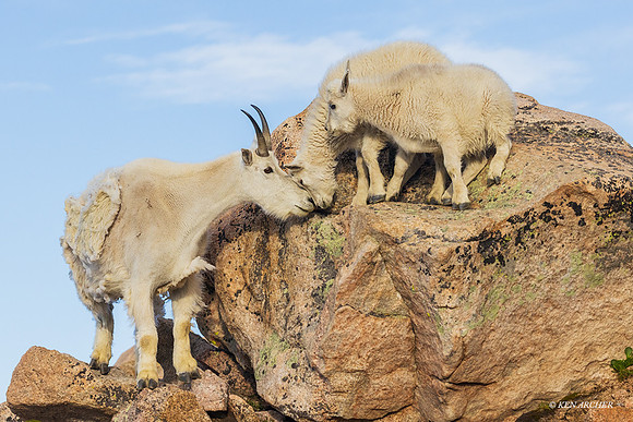MNGT02215 - Mountain Goat