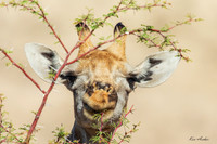 AFGF00039 - Giraffe