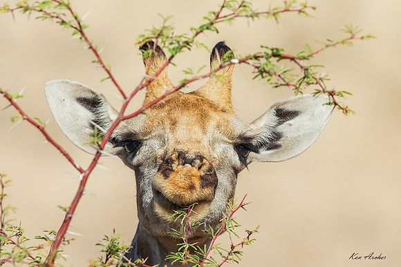 AFGF00039 - Giraffe