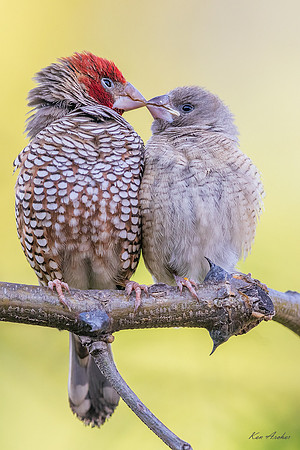 AFRF00103 - Red-headed Finch
