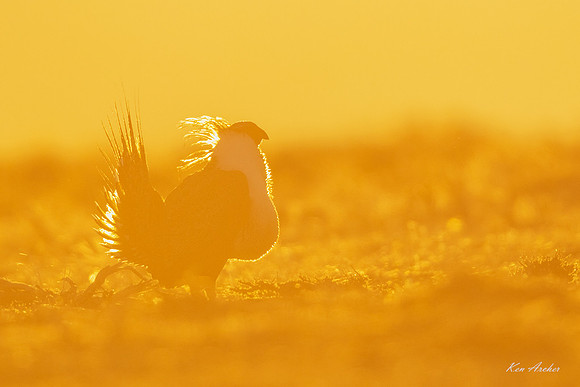 SGCO04701 - Greater Sage Grouse