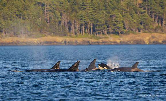 ORCA00715 - Orca Whale