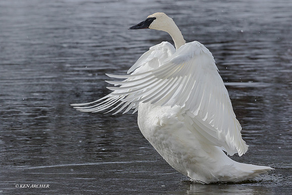 TWSW00904 - Trumpeter Swan