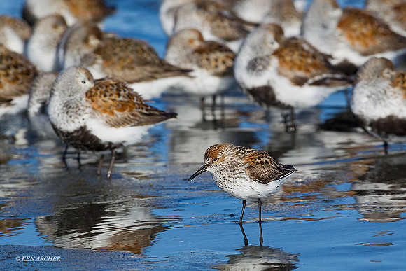 WS00726 - Western Sandpiper