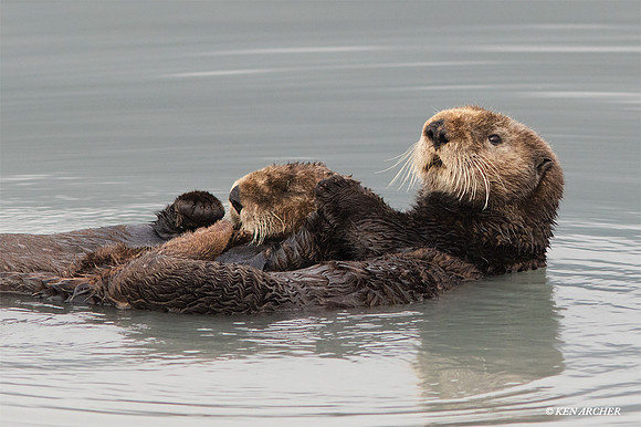 SDSO00178 - Sea Otter