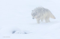 GW01072 _ Gray Wolf