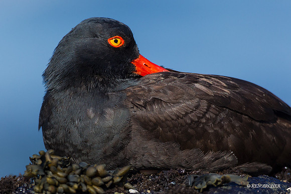 BKOC00449 - Black Oystercatcher