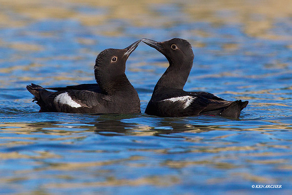 Pigeon Guillemots - PNGT00537