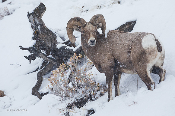 BHWR01414 - Rocky Mountain Bighorn Sheep