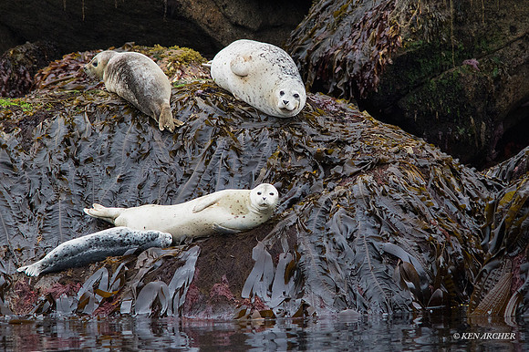 SDHS00086 - Harbor Seal