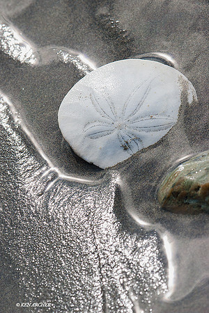 SELF00120 - Sand Dollar