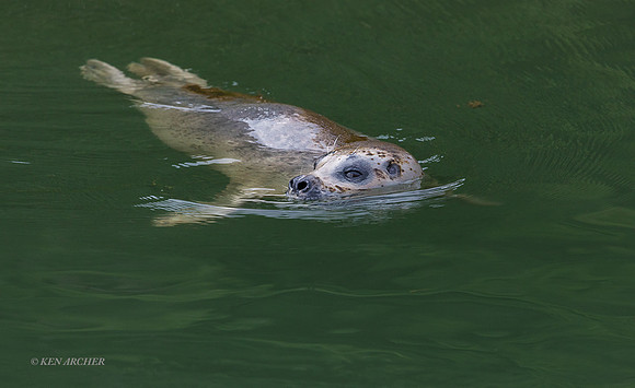 HBSL00101 - Harbor Seal