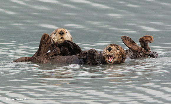 SDSO00216 - Sea Otter