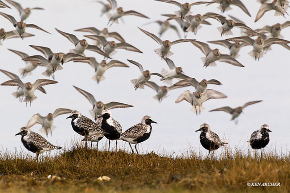 Black-bellied Plovers, Spring Migration - BBP00288