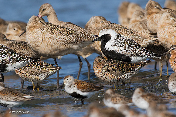 SBV00930 - Spring Shorebird Migration