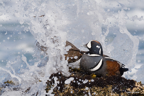 Harlequin Ducks - HNDK00073