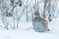 RFGR00075 Ruffed Grouse