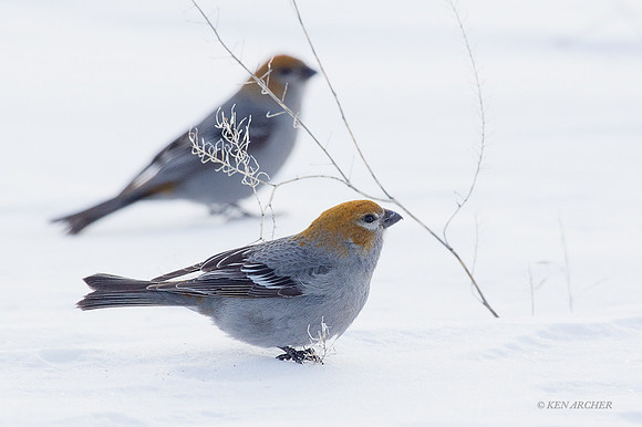 PNGK00101 - Pine Grosbeck