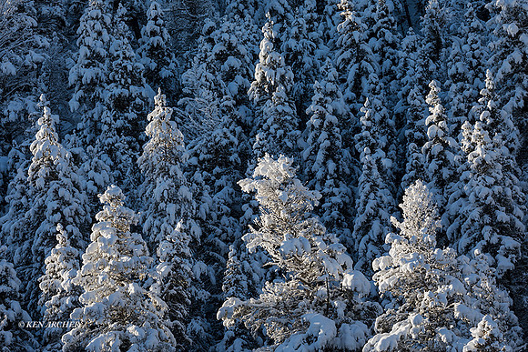 YSWR01887 - Yellowstone Winter
