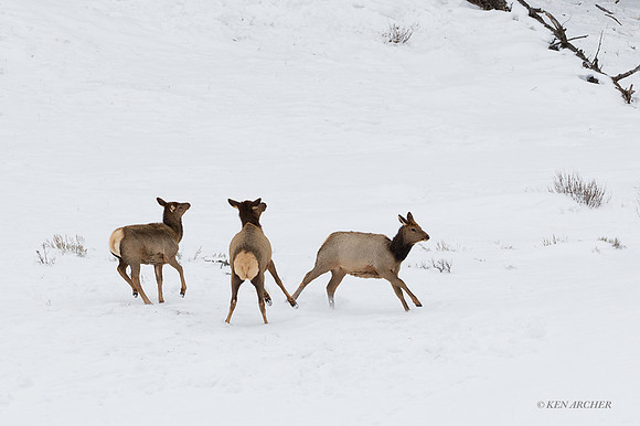 EKWR02686 - Rocky Mountain Elk
