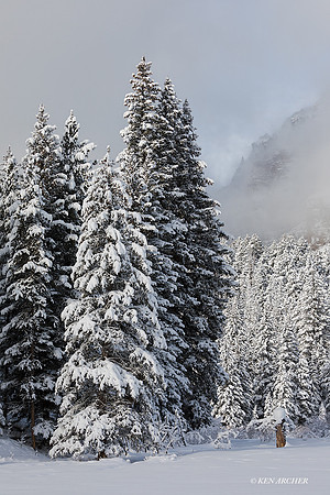 YSWR01780 - Yellowstone Winter
