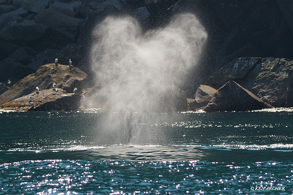 SDHW00057 - Humpback Whale