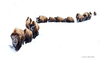BN00060 - Bison