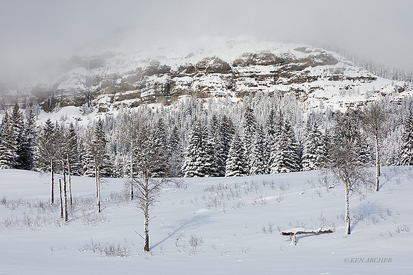YSWR01776 - Yellowstone Winter