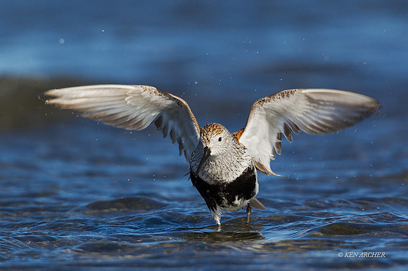 DN00316 - Dunlin