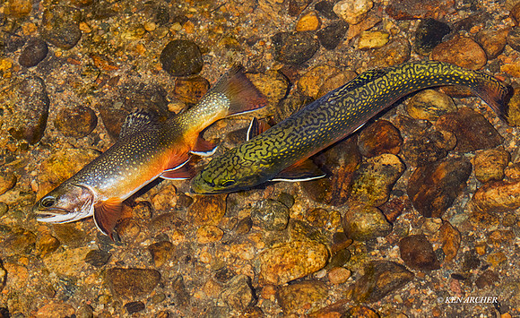 BRTR00134 - Brook Trout